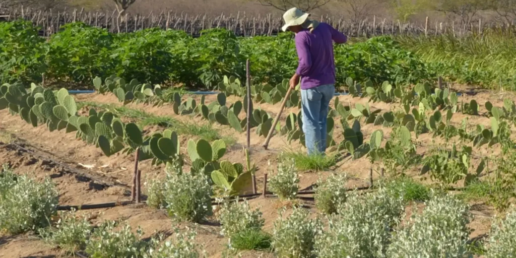 Cmn facilita acesso a crédito rural para comunidades tradicionais