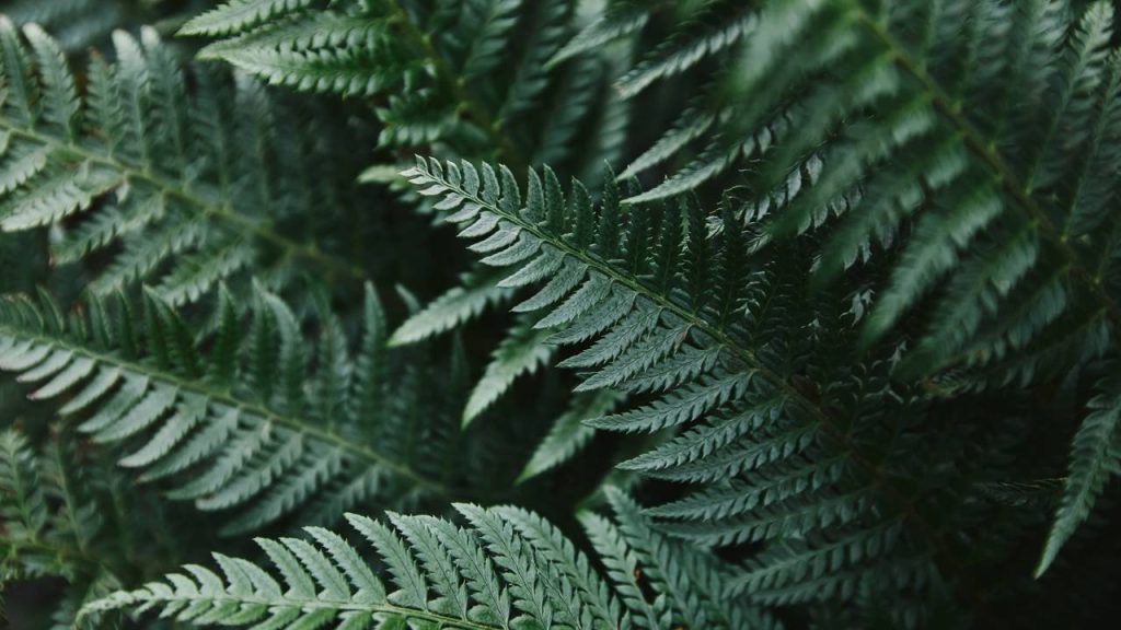 Samambaia espada: beleza, sorte e bem-estar para seu lar