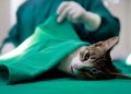 Campos abre inscrições para castração gratuita de cães e gatos em oito bairros