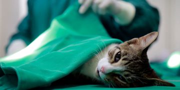 Campos abre inscrições para castração gratuita de cães e gatos em oito bairros