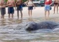 Elefante-marinho aparece na Praia de Icaraí, em Niterói