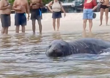 Elefante-marinho aparece na Praia de Icaraí, em Niterói