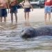 Elefante-marinho aparece na Praia de Icaraí, em Niterói